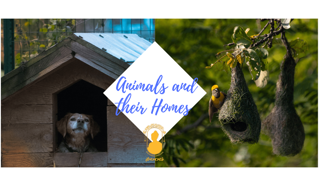 Animals and their homes image